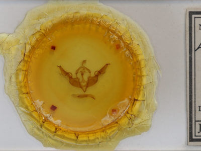 slide view of adult Lithophane torrida