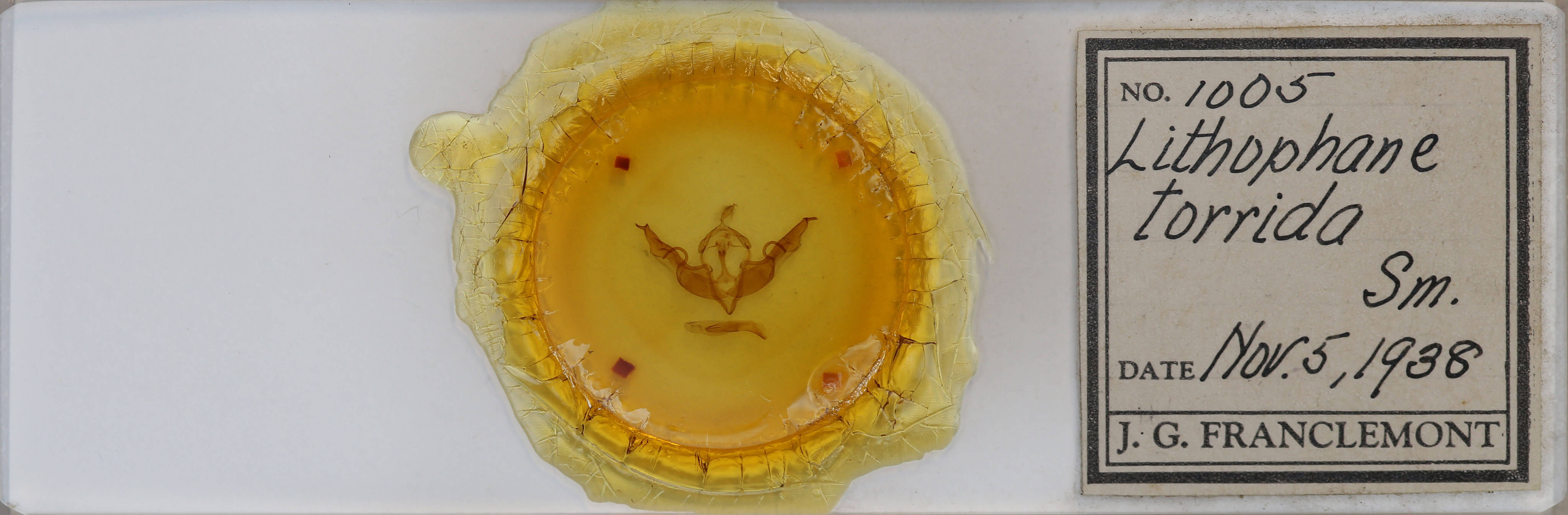 slide view of adult Lithophane torrida