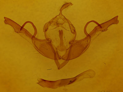 genitalia view of adult Lithophane unimoda
