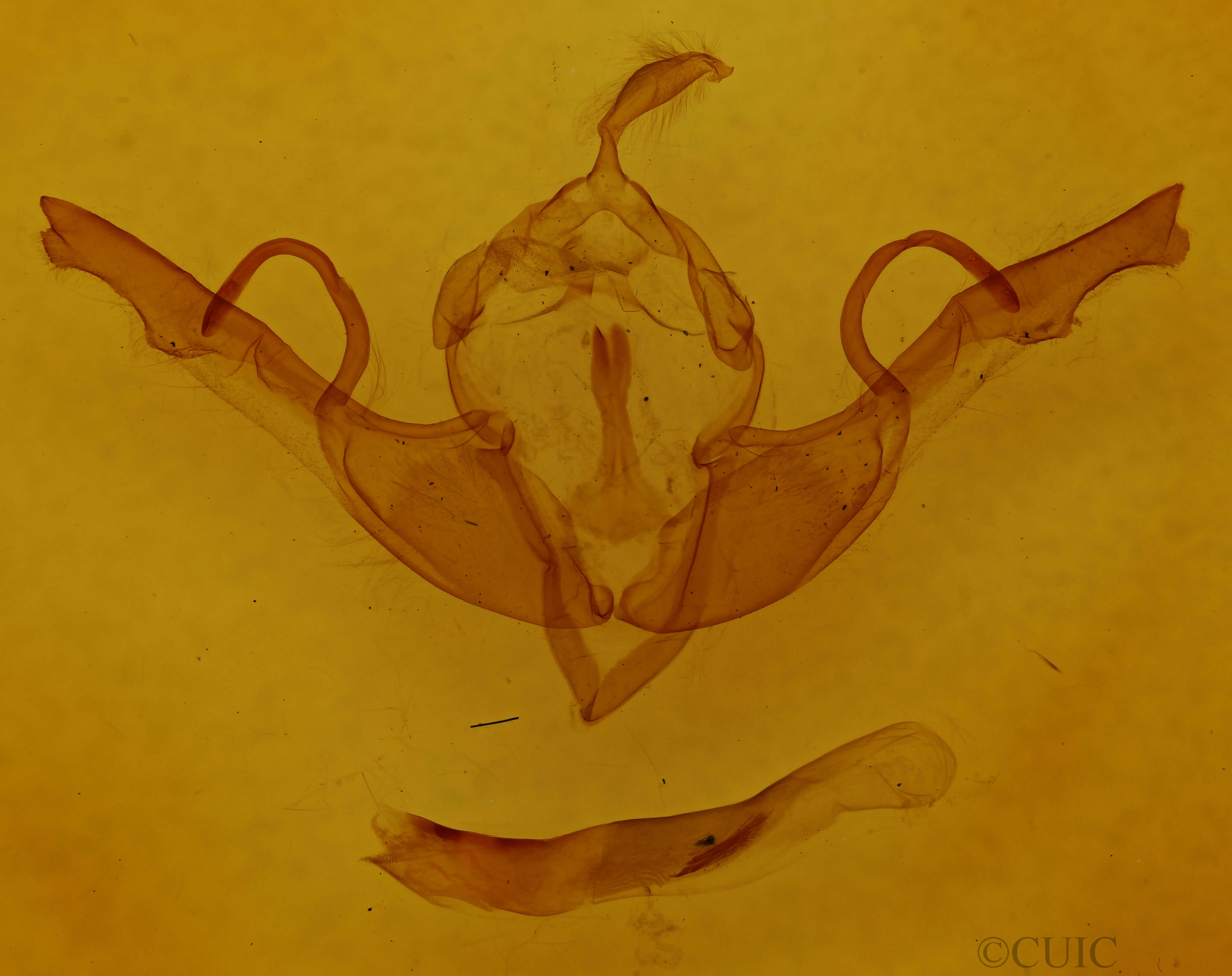 genitalia view of adult Lithophane unimoda