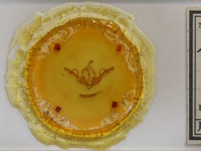 slide view of adult Lithophane unimoda