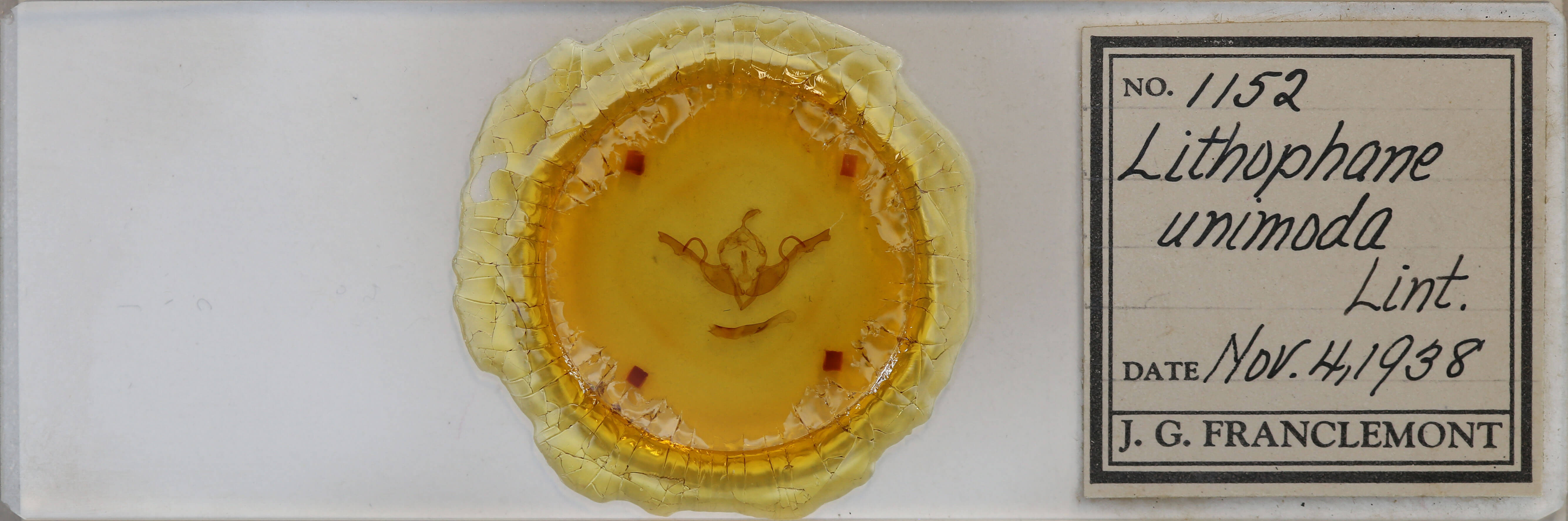 slide view of adult Lithophane unimoda