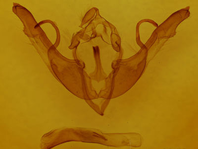 genitalia view of adult Lithophane unimoda