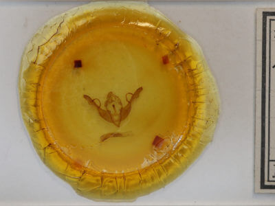 slide view of adult Lithophane unimoda