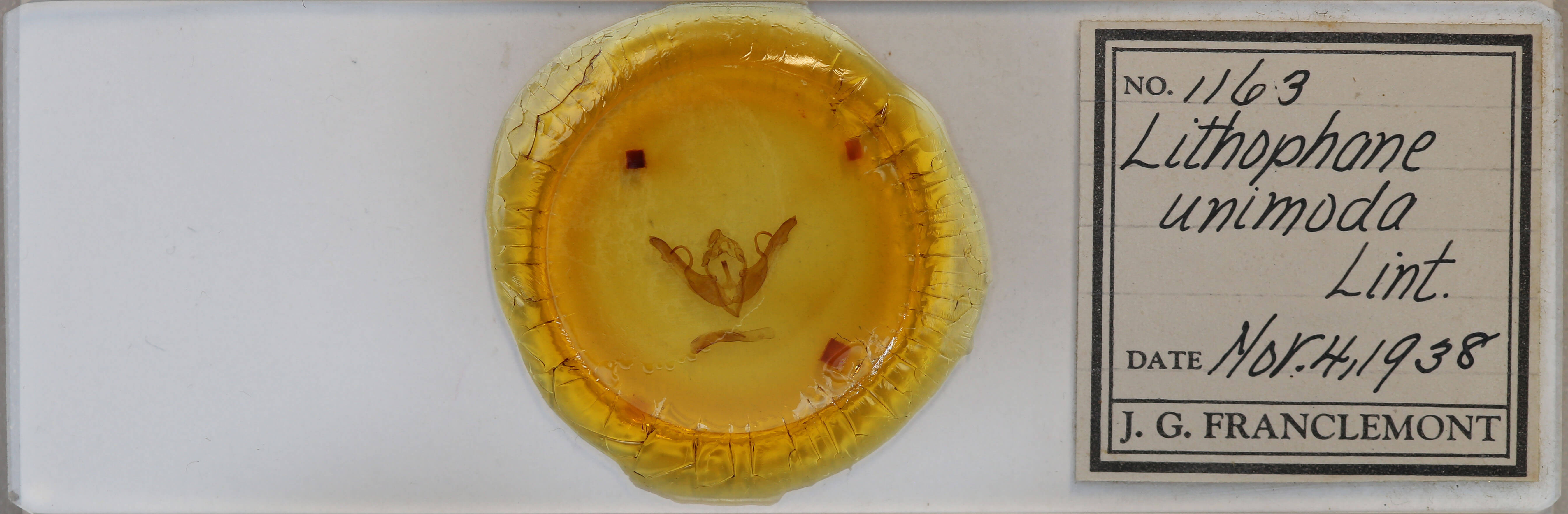 slide view of adult Lithophane unimoda