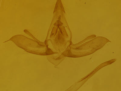 genitalia view of adult Lobophora nivigerata