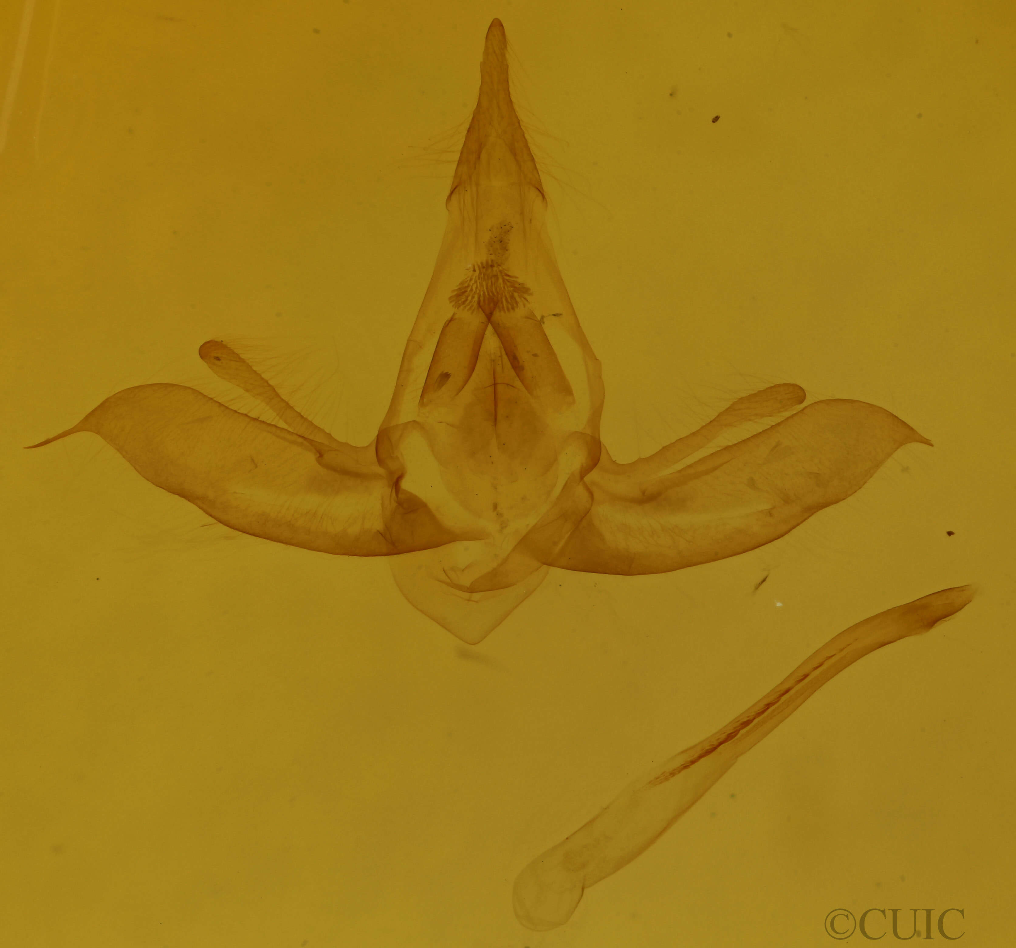 genitalia view of adult Lobophora nivigerata