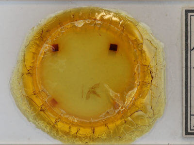 slide view of adult Lobophora nivigerata