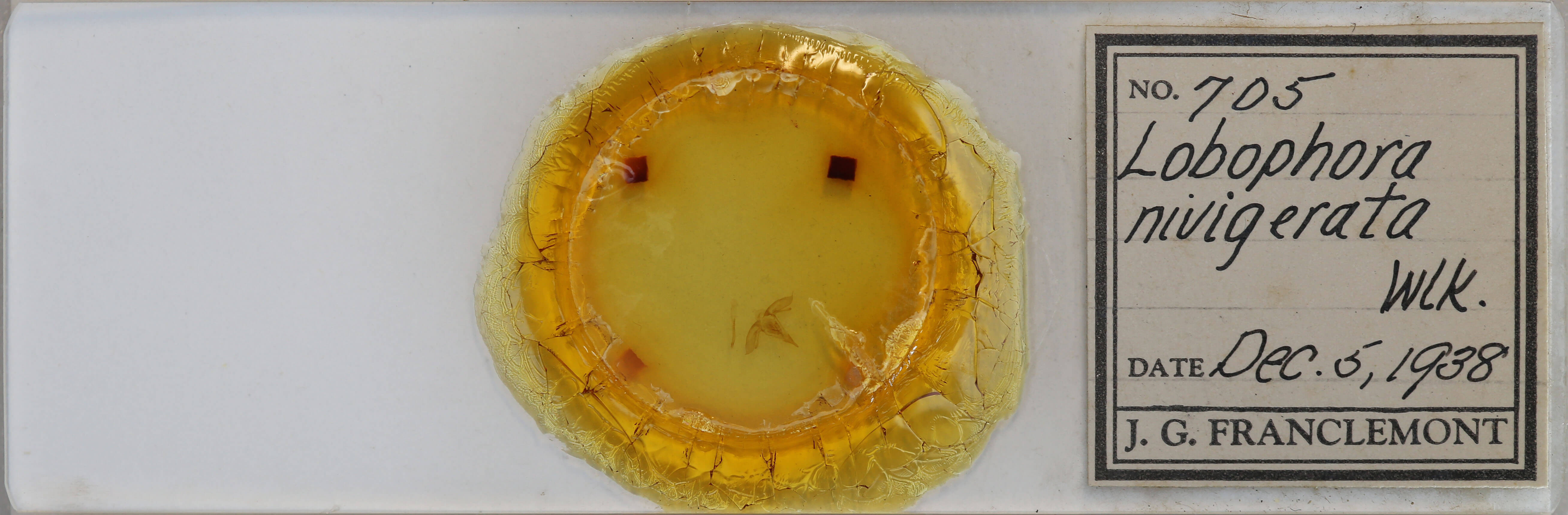 slide view of adult Lobophora nivigerata