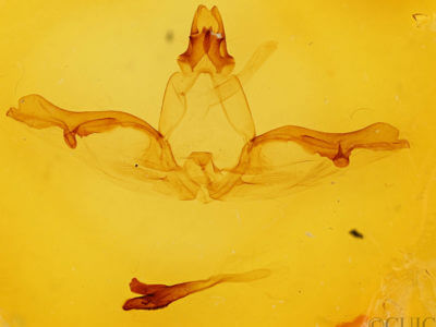 genitalia view of adult Lochmaeus bilineata