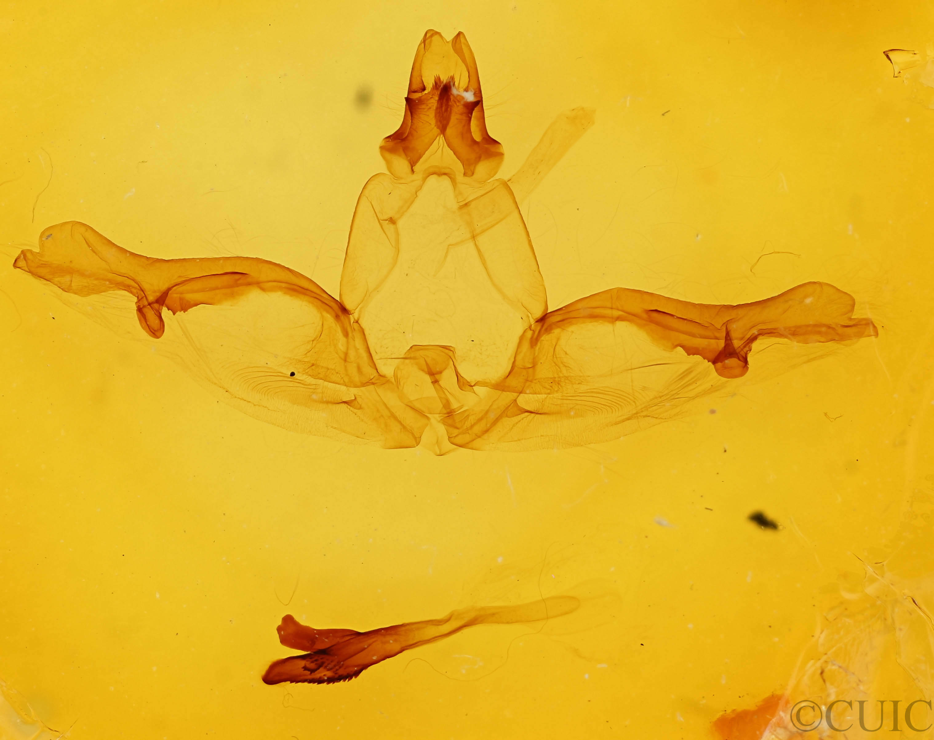 genitalia view of adult Lochmaeus bilineata