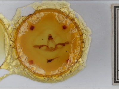 slide view of adult Lochmaeus bilineata