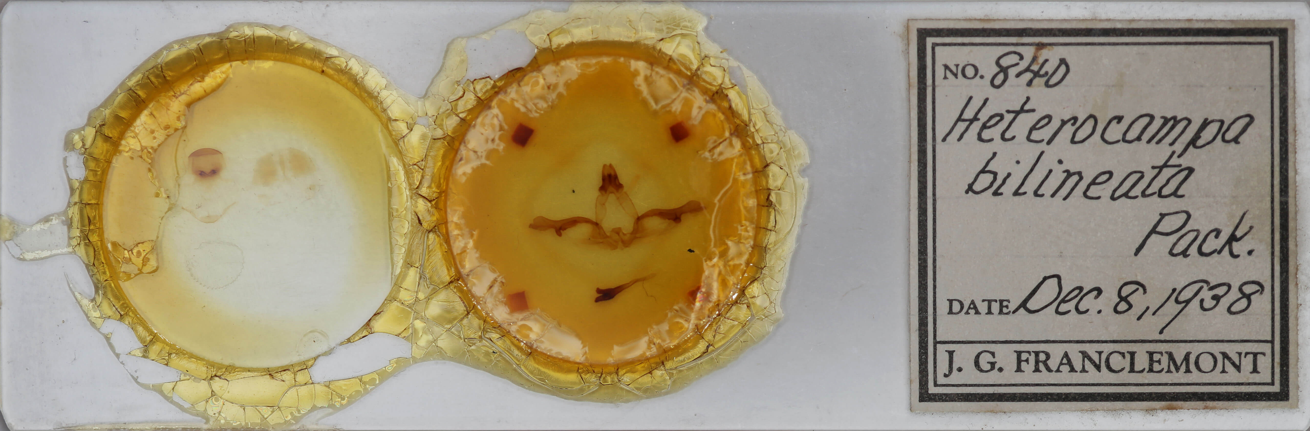 slide view of adult Lochmaeus bilineata