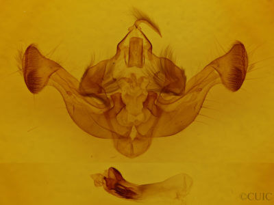 genitalia view of adult Resapamea passer