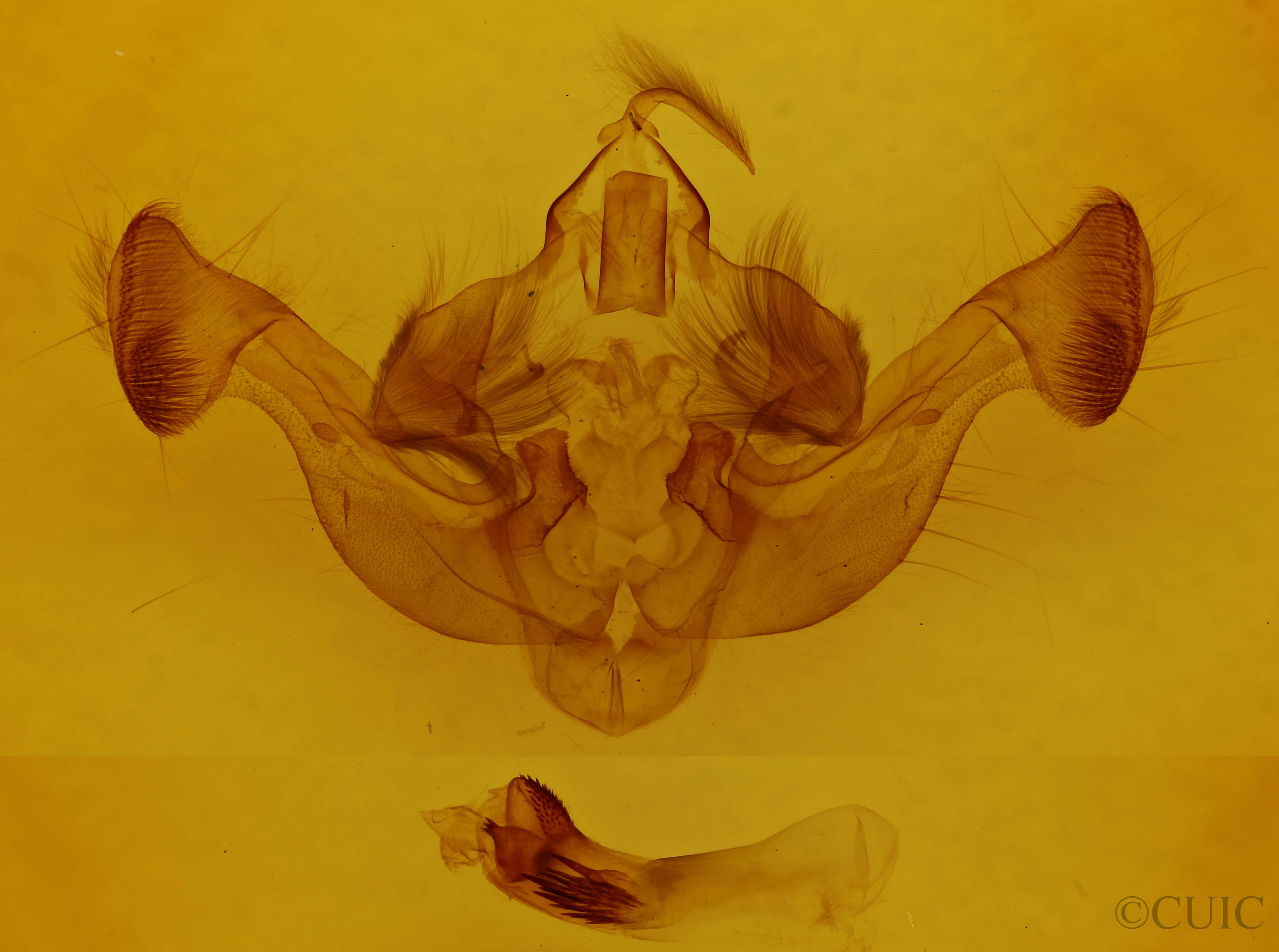 genitalia view of adult Resapamea passer