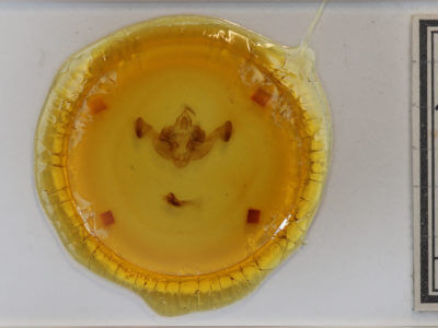 slide view of adult Resapamea passer