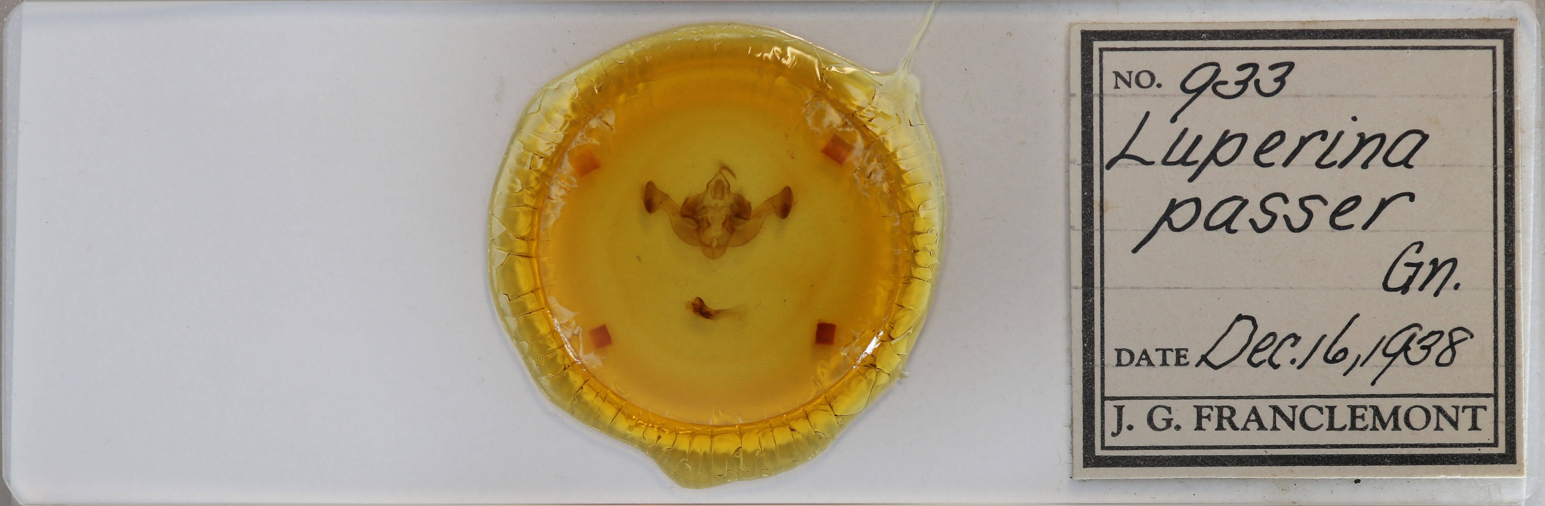 slide view of adult Resapamea passer