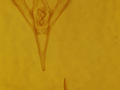 genitalia view of adult Macrochilo absorptalis