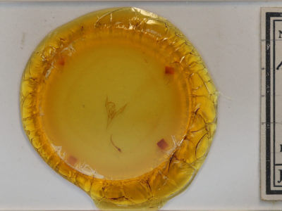 slide view of adult Macrochilo absorptalis