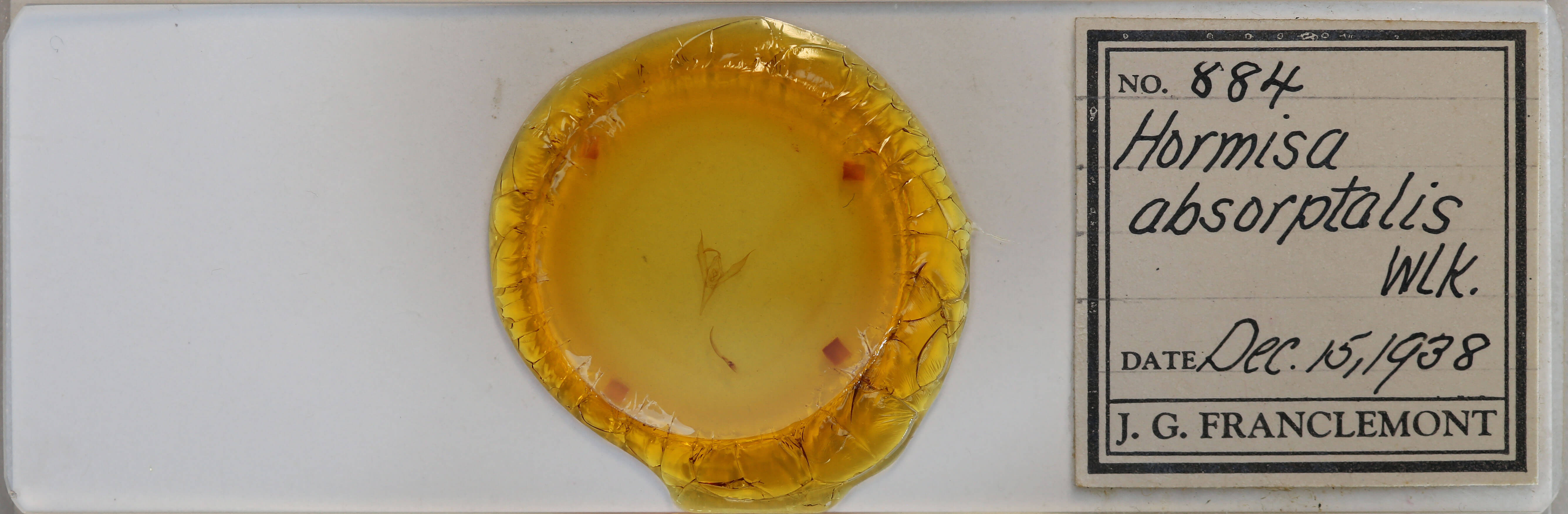 slide view of adult Macrochilo absorptalis