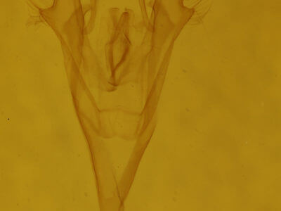 genitalia view of adult Macrochilo litophora