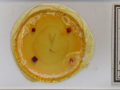 slide view of adult Macrochilo litophora