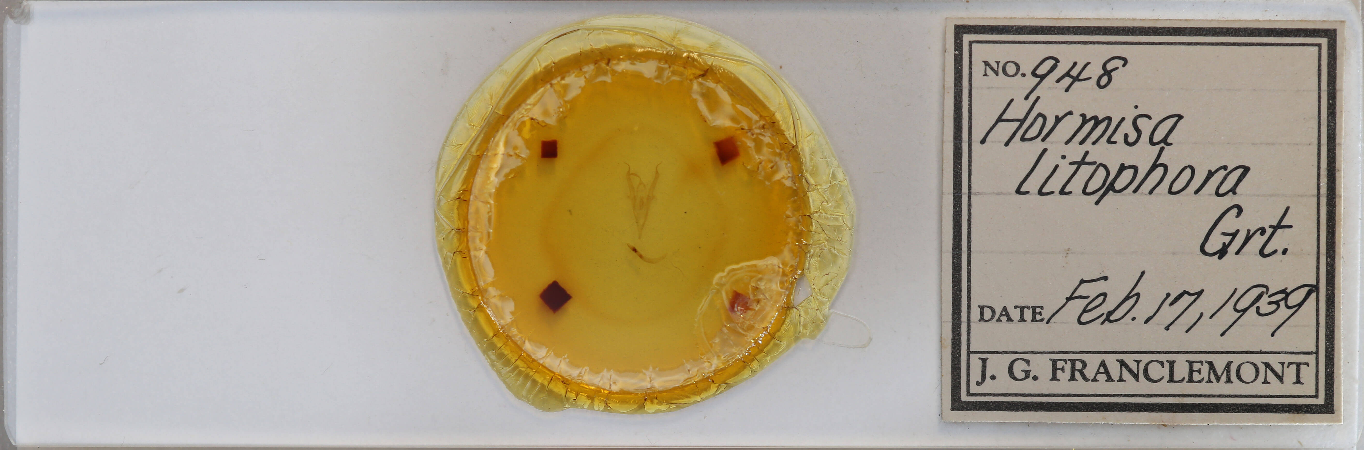 slide view of adult Macrochilo litophora