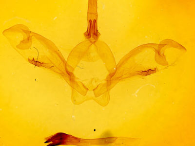 genitalia view of adult Macrurocampa marthesia