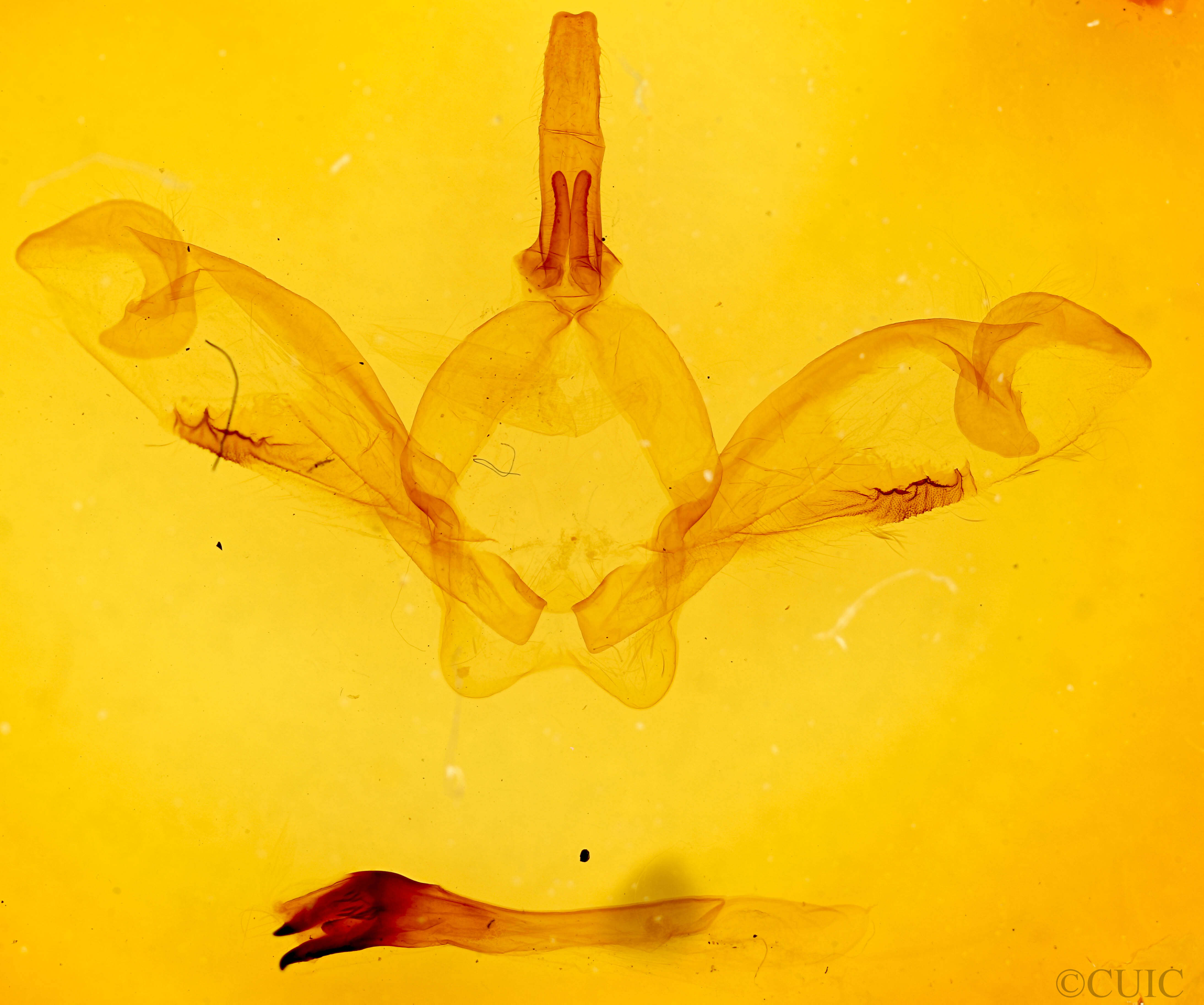 genitalia view of adult Macrurocampa marthesia