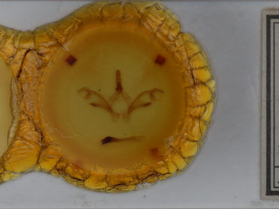 slide view of adult Macrurocampa marthesia