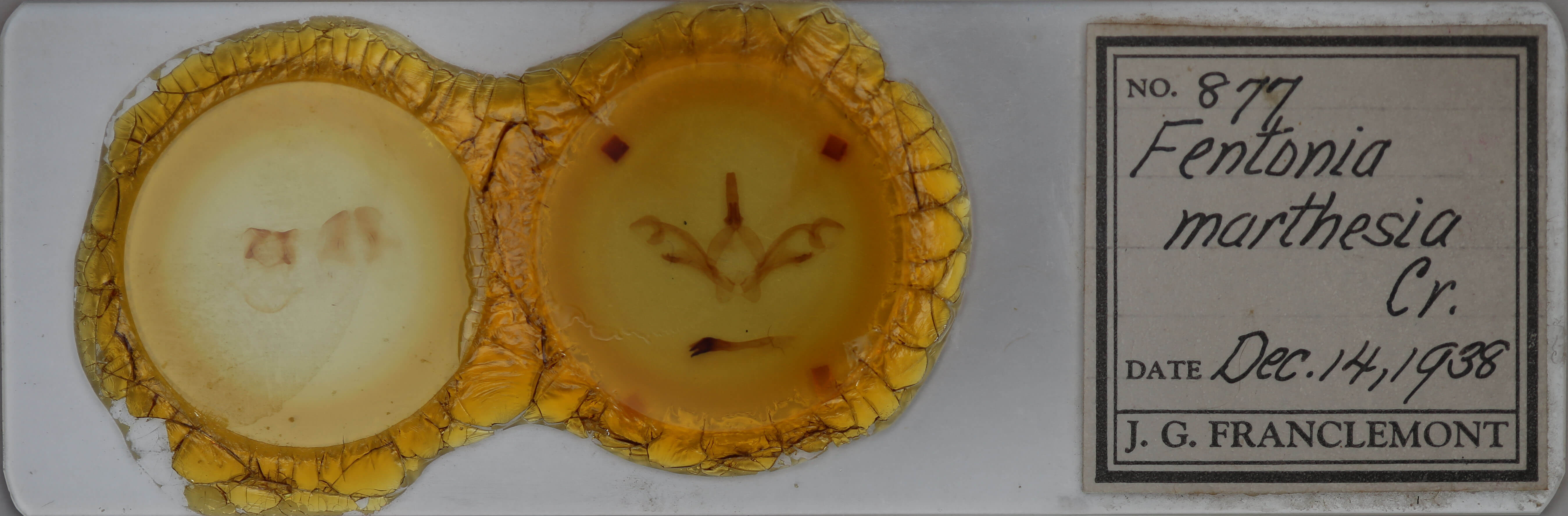 slide view of adult Macrurocampa marthesia