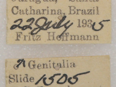 label view of adult Malocampa piratica