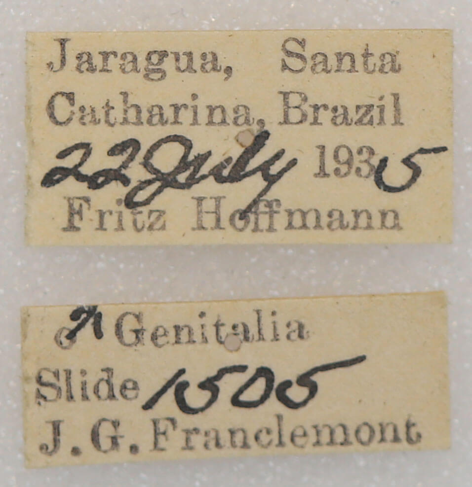 label view of adult Malocampa piratica