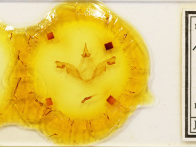 slide view of adult Malocampa piratica