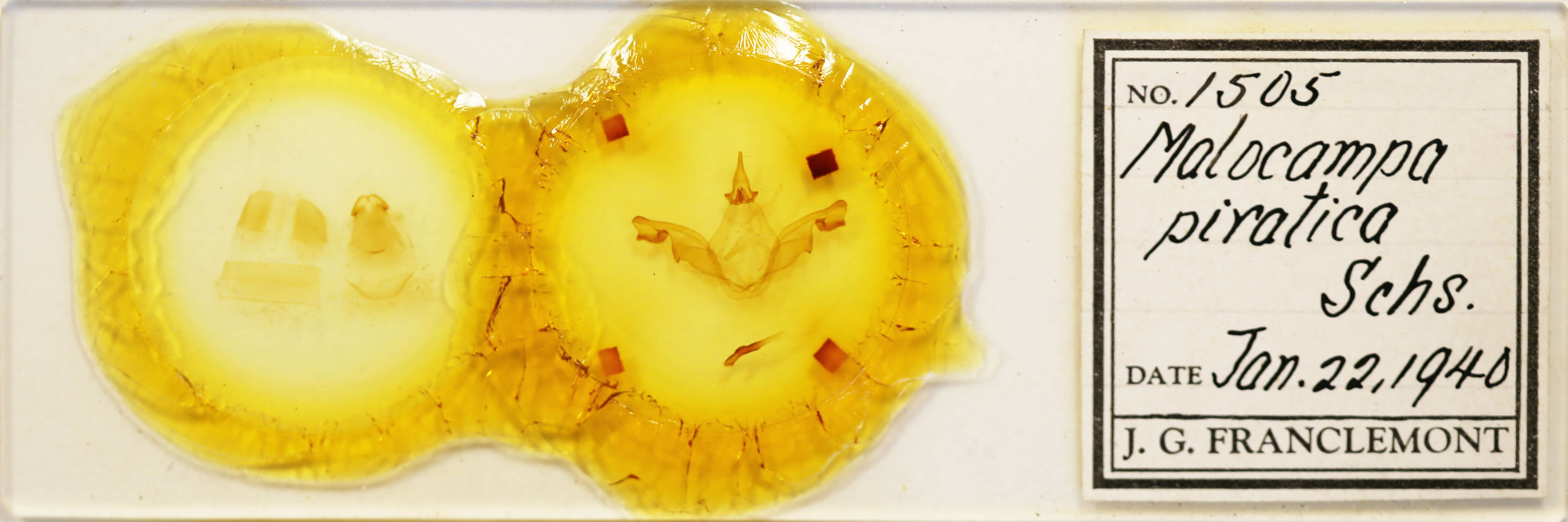 slide view of adult Malocampa piratica