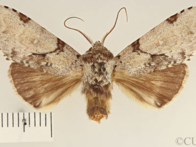 dorsal view of adult Malocampa piratica