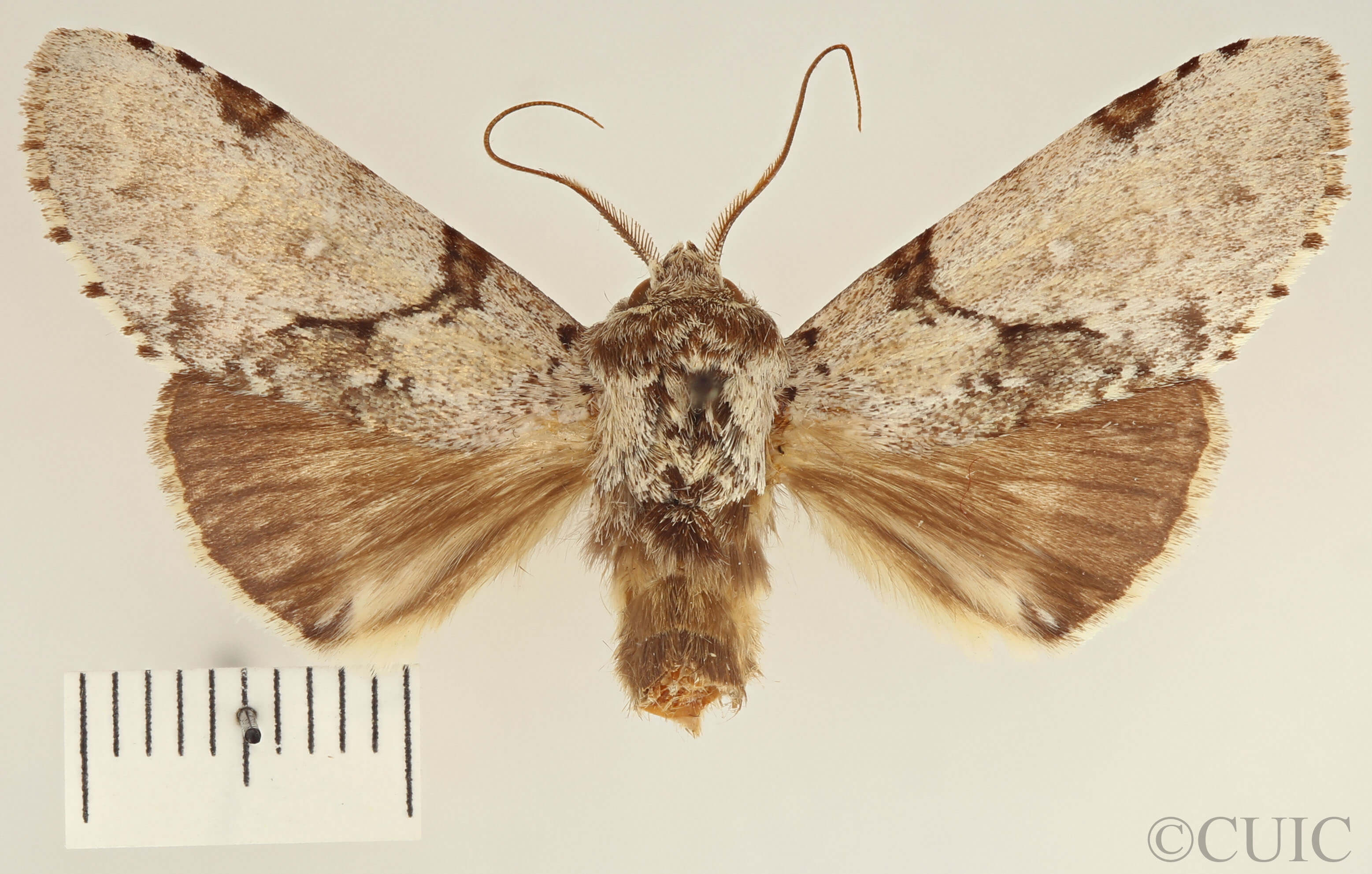 dorsal view of adult Malocampa piratica