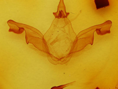 genitalia view of adult Malocampa piratica