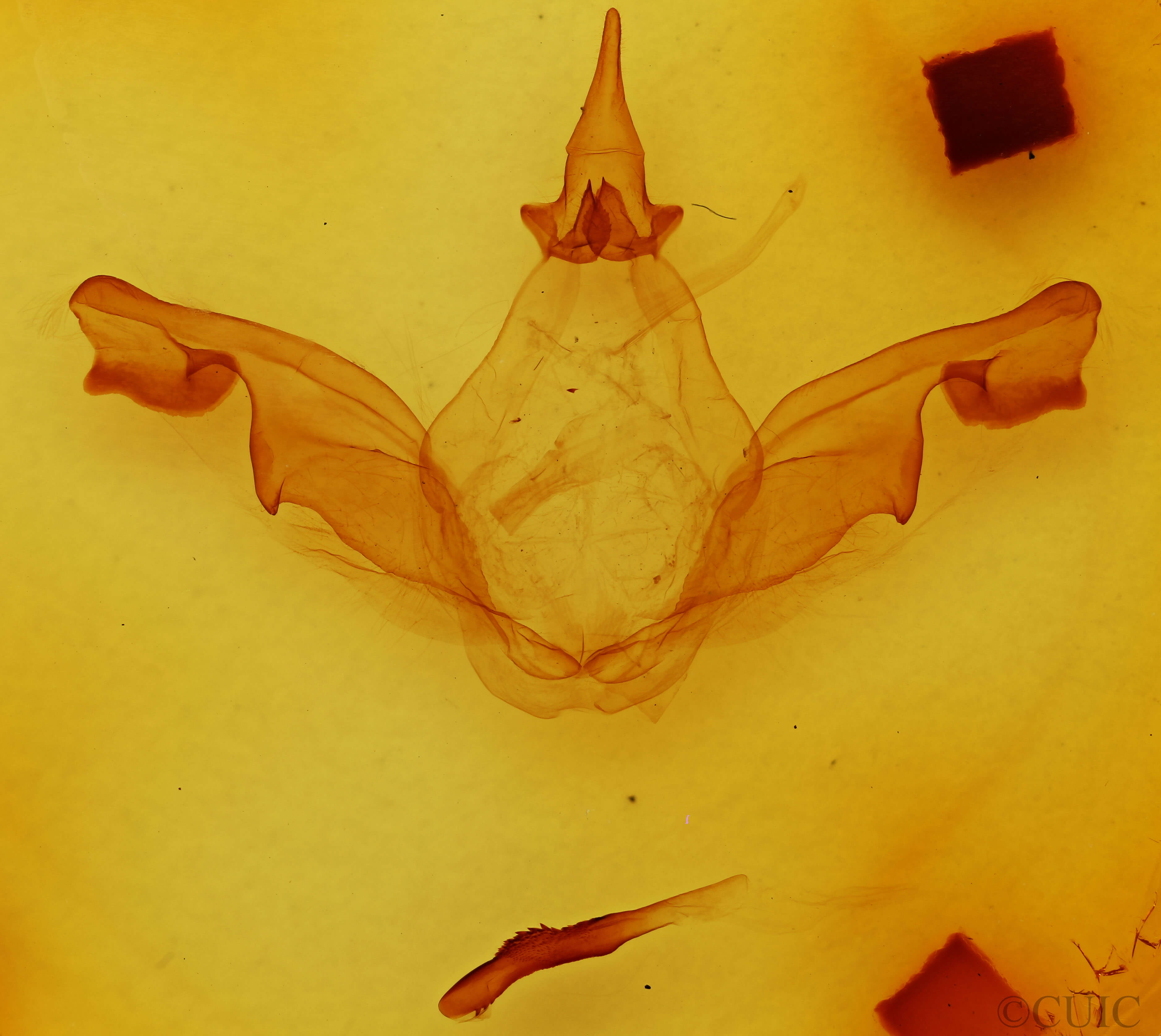 genitalia view of adult Malocampa piratica