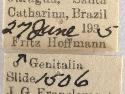 slide view of adult Malocampa punctata