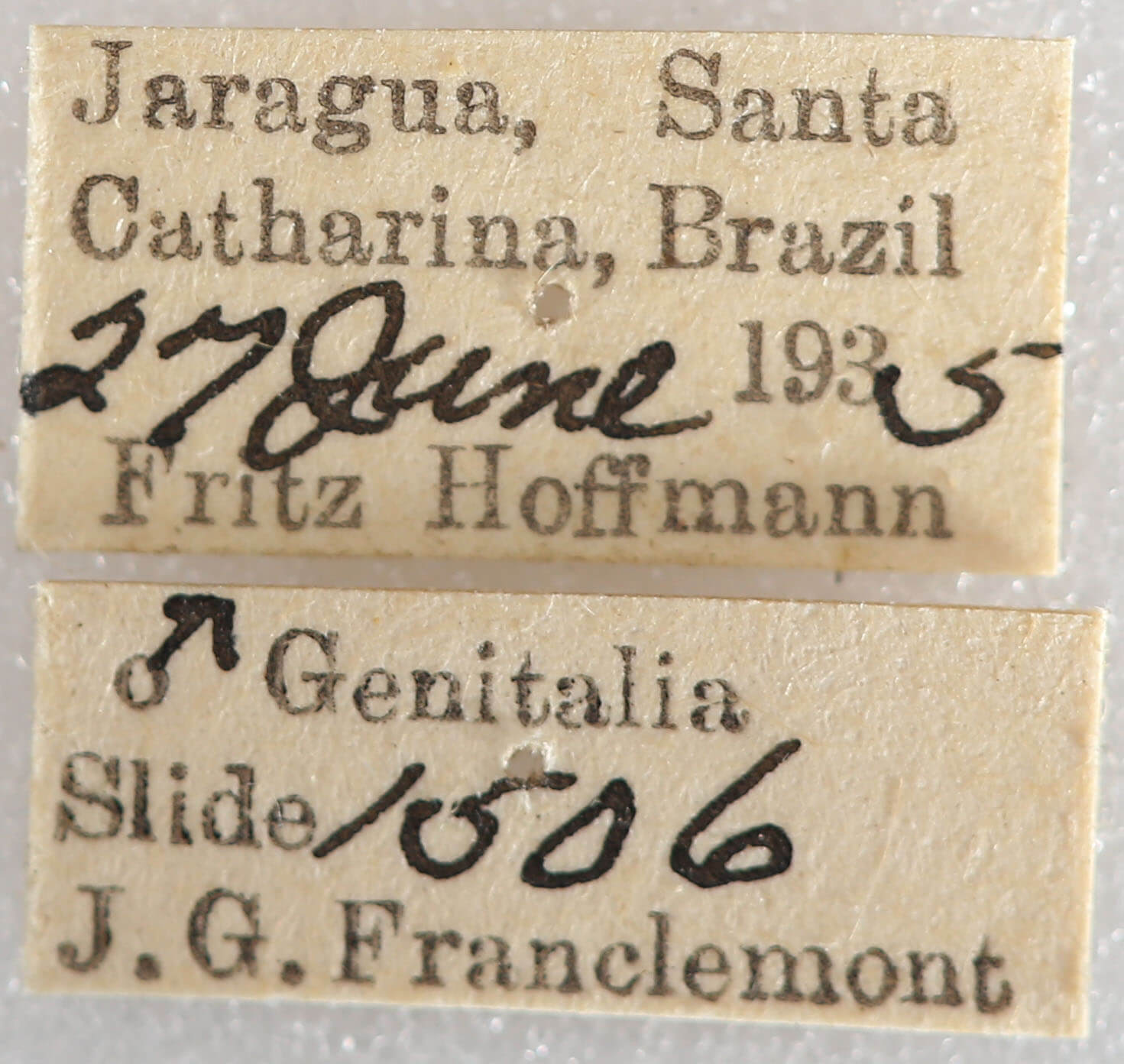 slide view of adult Malocampa punctata