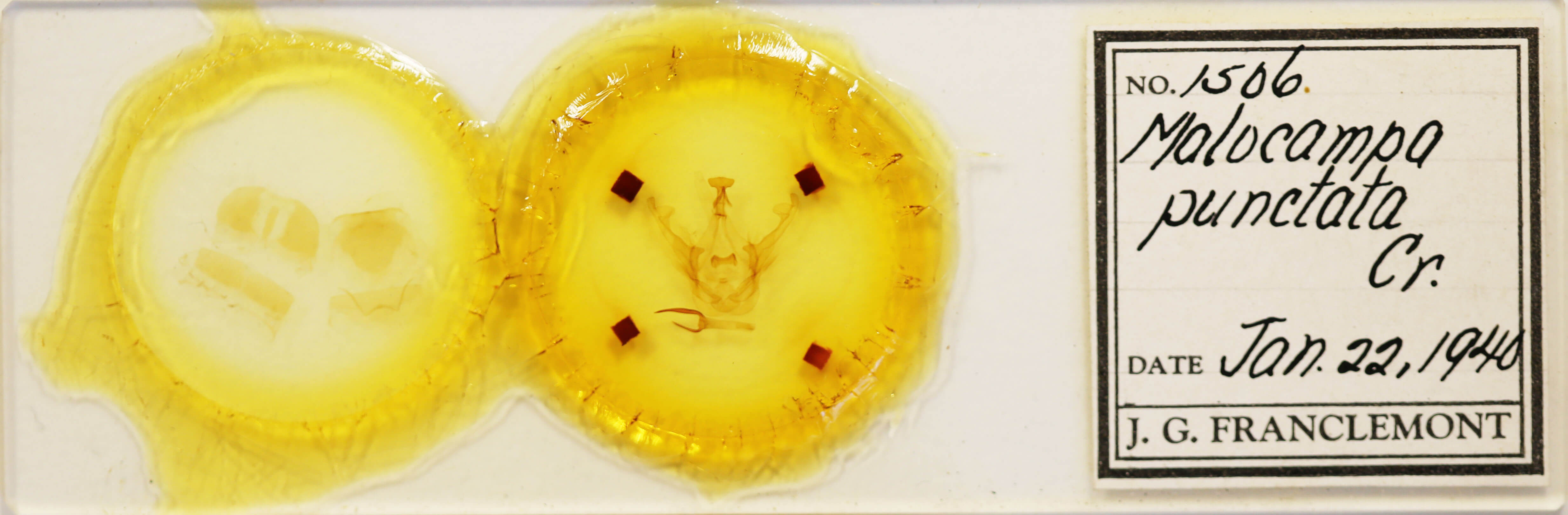 slide view of adult Malocampa punctata