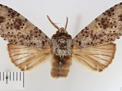 dorsal view of adult Malocampa punctata