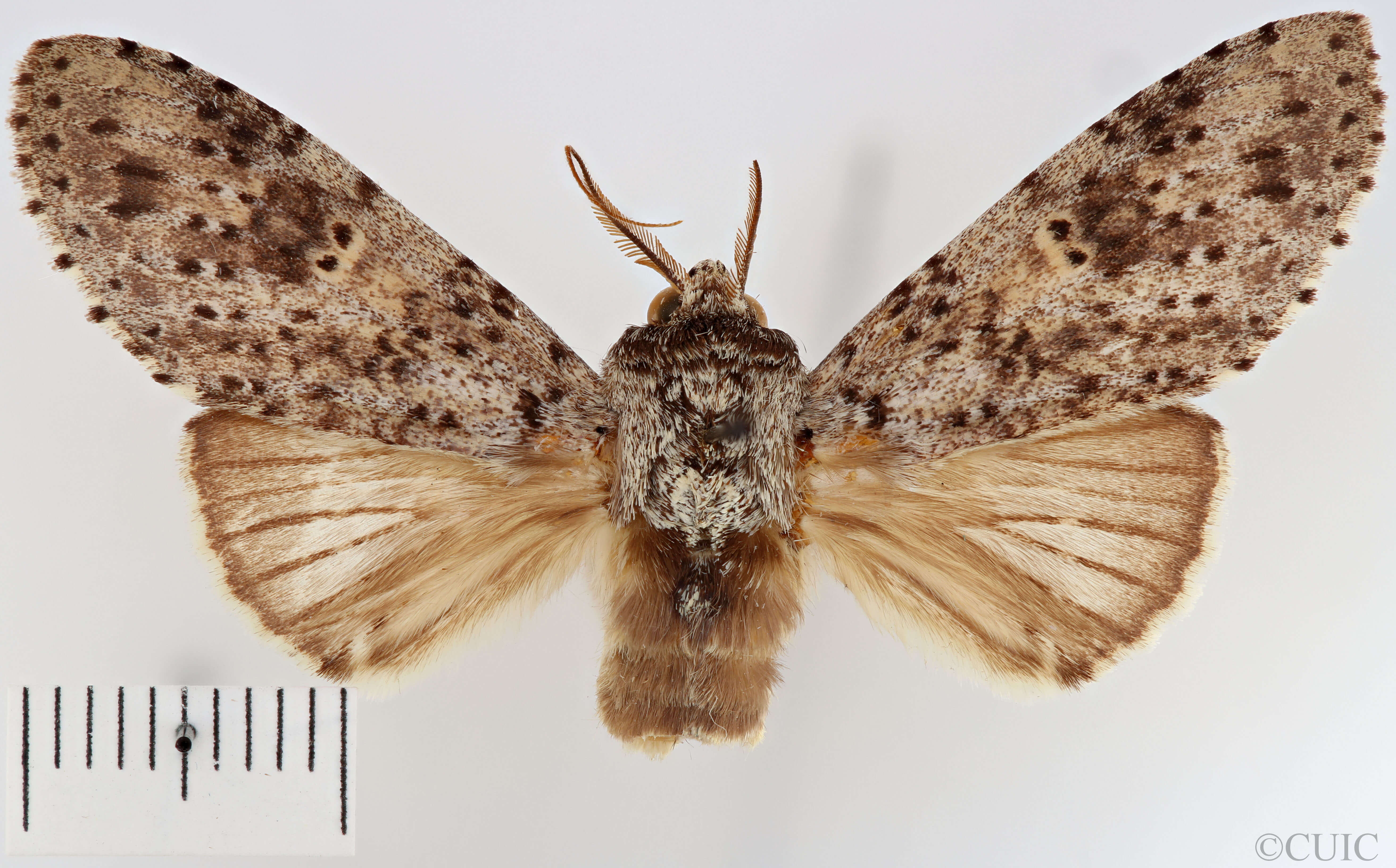 dorsal view of adult Malocampa punctata