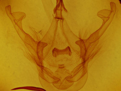 genitalia view of adult Malocampa punctata