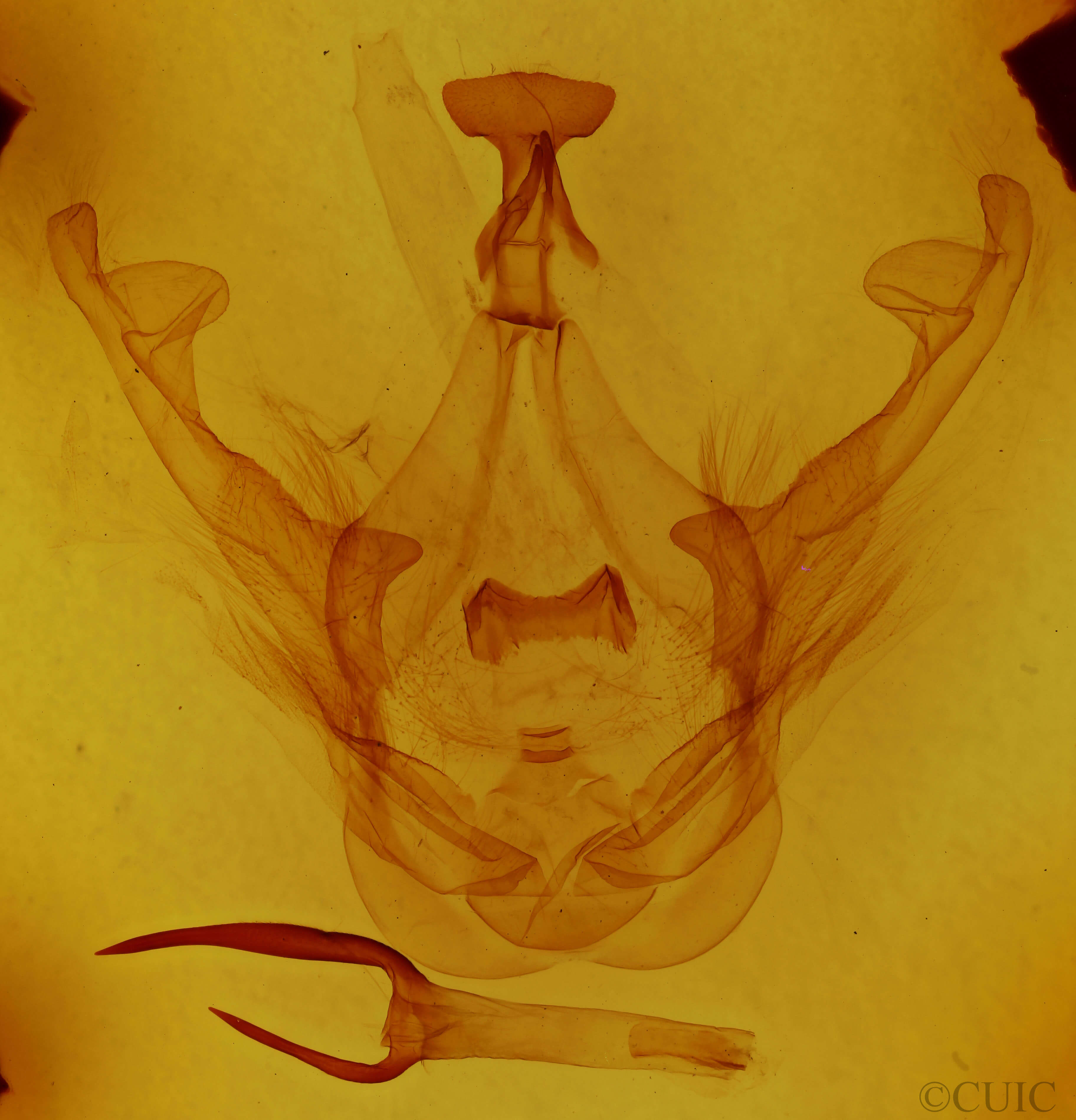 genitalia view of adult Malocampa punctata