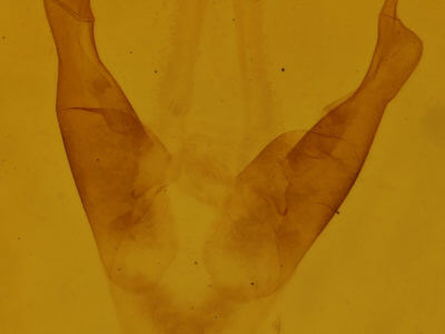 genitalia view of adult Marathyssa basalis