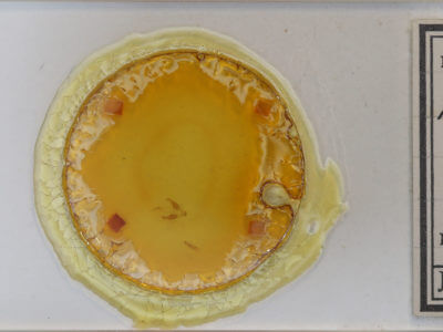 slide view of adult Marathyssa basalis