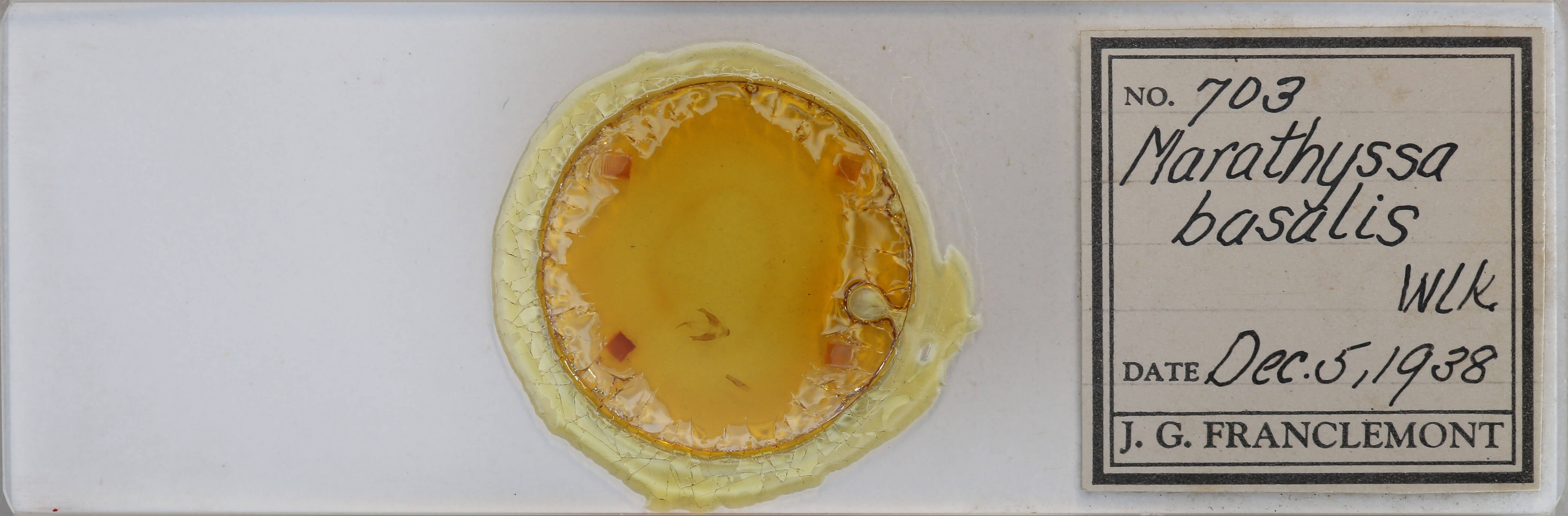 slide view of adult Marathyssa basalis