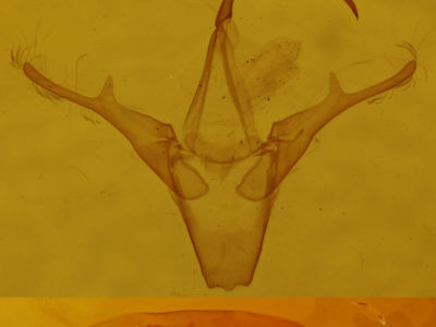 genitalia view of adult Marathyssa inficita